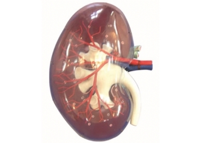 SYL/14008 透明肾脏放大模型