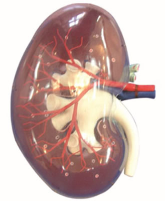 透明肾脏放大模型