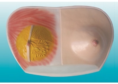 SYL/15116 乳房局部解剖模型