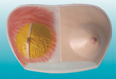 乳房局部解剖模型