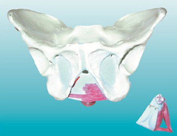 男性骨盆附盆底肌肉模型