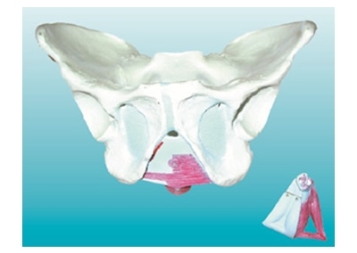SYL/15114-2 男性骨盆附盆底肌肉模型