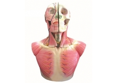 SYL/18229 头部、颈部层次解剖模型附脑N、A