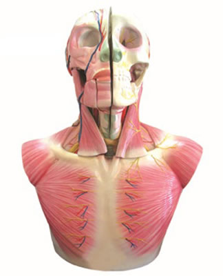 头部、颈部层次解剖模型附脑N、A
