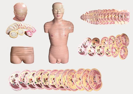 人体男女性头颈部横断断层解剖模型