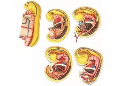 SYL/42017 消化、呼吸、泌尿生殖、体腔的发生解剖示教模型
