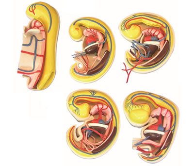 消化、呼吸、泌尿生殖、体腔的发生解剖示教模型