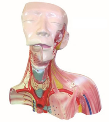 颅腔及头颈胸局部解剖模型
