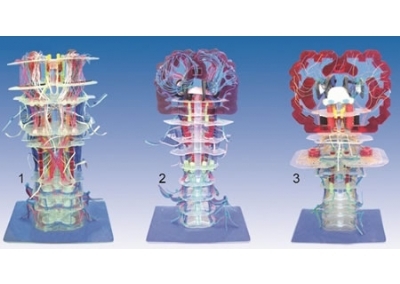 SYL/50011 透明脑干内部结构及传导模型