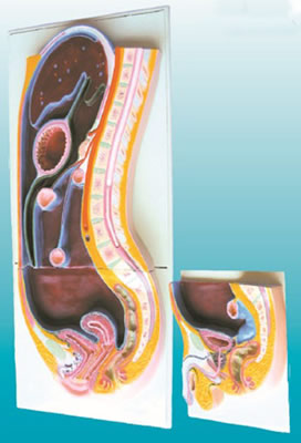 腹膜矢状切面模型