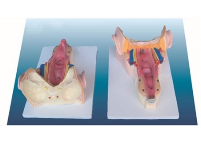 SYL/50003 咽喉壁肌模型
