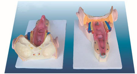 咽喉壁肌模型
