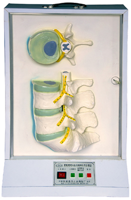 腰骶椎、椎间盘和脊神经电动模型