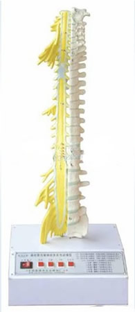 脊柱骨与脊神经的关系电动模型