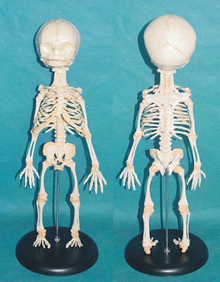 胎儿骨骼模型