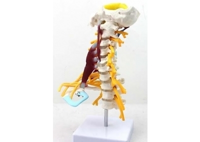SYL/038 高级颈椎附肌肉模型