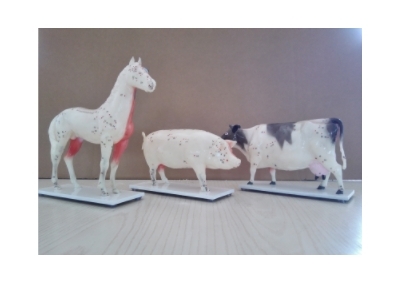 畜牧及动物解剖模型（猪、马、牛、狗）