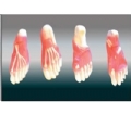 SYL/11313 足底解剖模型