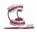 牙护理保健模型（放大五倍）