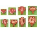SYL/42005妊娠胚胎发育过程模型（8件/套）