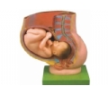 SYL/21017骨盆含妊娠九个月胎儿模型