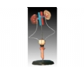 SYL/A331男性泌尿生殖系统解剖模型