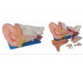 SYL/A303C新型大耳解剖模型