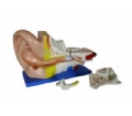 SYLA303A大耳解剖模型