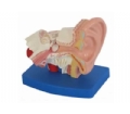 SYL/A303D耳解剖模型