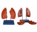 SYL/A321肺解剖模型
