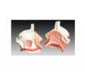 SYL/A309鼻腔解剖模型