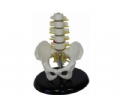 SYL/A115A 小型骨盆带五节腰椎模型