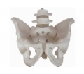 SYL/A128自然大骨盆带二节腰椎模型