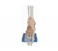 SYL/A113A自然大脚关节模型带韧带