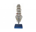 SYL/A119自然大腰椎带尾椎骨模型