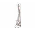 SYL/A11104/1脊柱带骨盆模型（不可弯曲）
