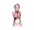 SYL/2117-5人体头、颈、躯干模型