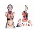 SYL/2117-4人体头、颈、躯干模型