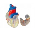 SYL/2080-5透明心脏解剖模型（自然大）