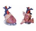 SYL/2080心脏解剖模型