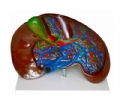 SYL/2053肝解剖（放大）模型