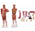 SYL/2047 人体肌肉及胸腹腔脏器解剖模型