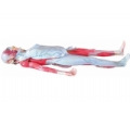 SYL/2032姜式人体层次解剖模型