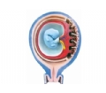SYL/5016胎儿胎膜与子宫的关系