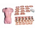 SYL/30002 男性躯干断层解剖横切面模型