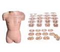 SYL/30003 女性躯干断层解剖横切面模型
