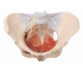SYL/15106 女性骨盆附盆底肌和神经模型