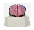 SYL/18204 大脑分叶模型