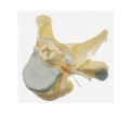 SYL/18106 胸椎附脊髓和脊神经放大模型