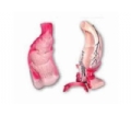 SYL/ 12007 直肠和肛管模型
